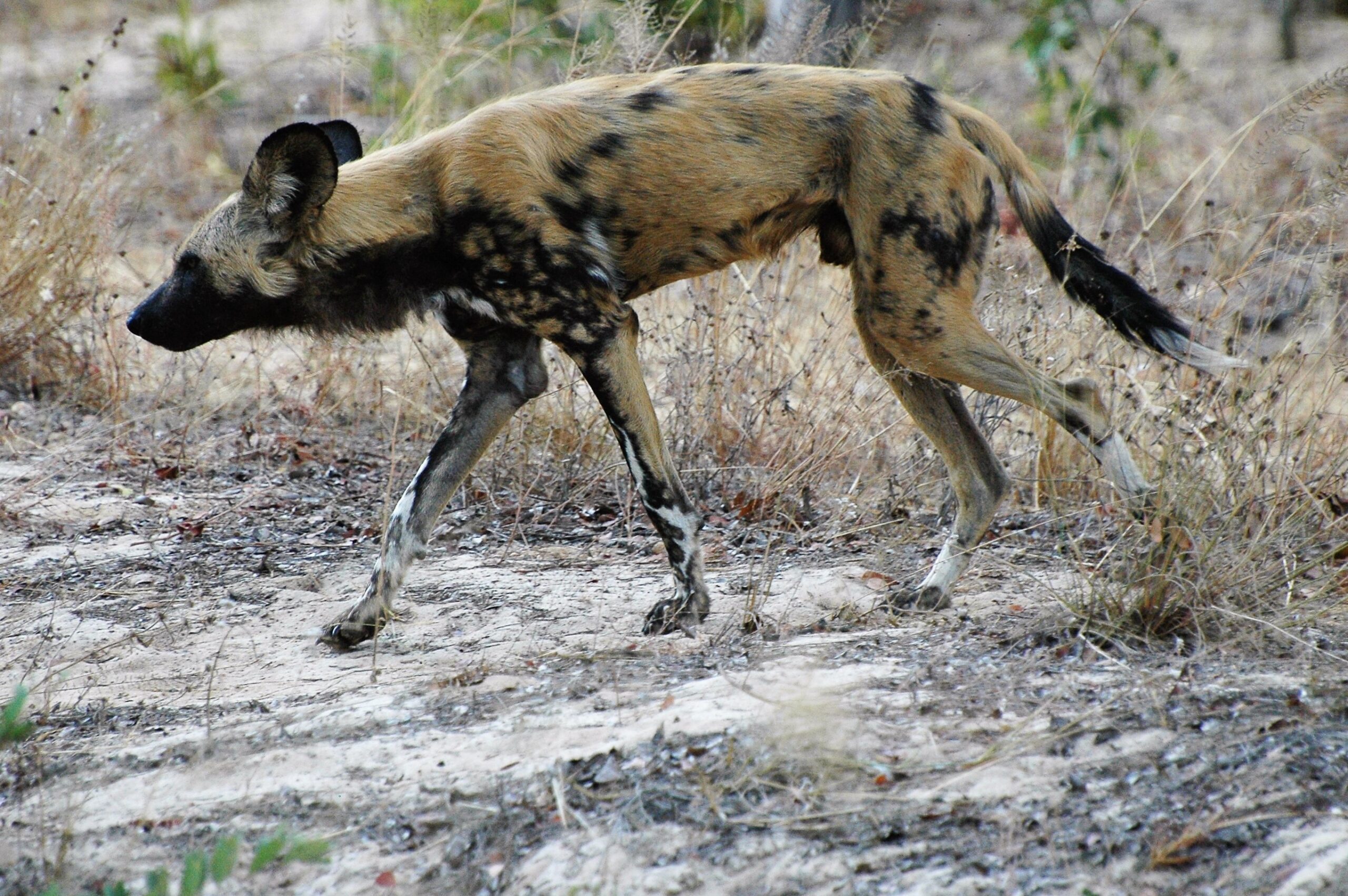 can-feral-dogs-be-tamed