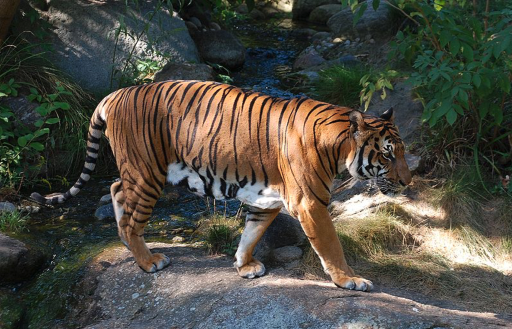 Indochinese tiger