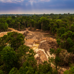 Deforestation drives the Amazon's extinction debt