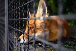 Fur farming is rampant and contributes to the death of millions of animals each year.