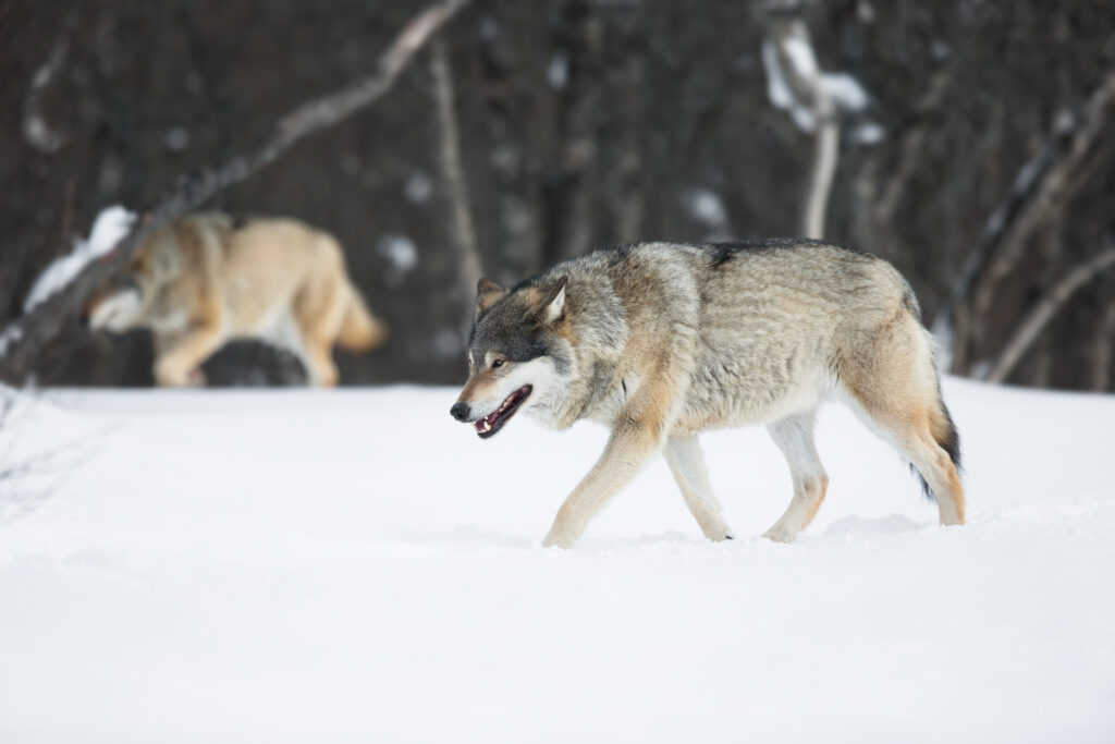 The Plight of the Grey Wolf - SAFE Worldwide