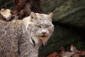 Lynx in forest with focused expression.
