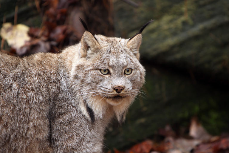 Wildfires have drastically reduced lynx habitat in Washington state