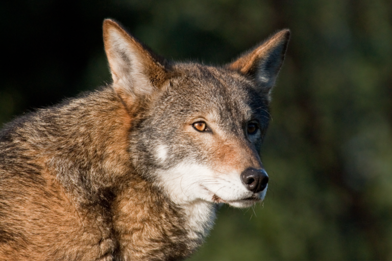 Red Fox: Animals of North America - WorldAtlas