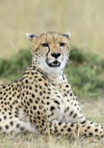 Cheetah resting in grassy field, mouth open.