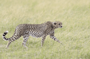 Cheetah walking through grassy savanna landscape.