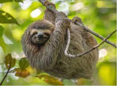 Sloth hanging from tree branch, green background.