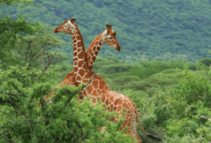 Two giraffes standing amidst lush greenery.