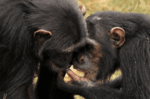 Two chimpanzees sharing food closely together.