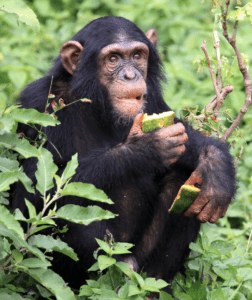 Chimpanzee eating fruit in lush greenery.