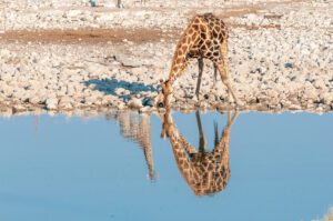 Giraffe drinking water at a reflective pond.
