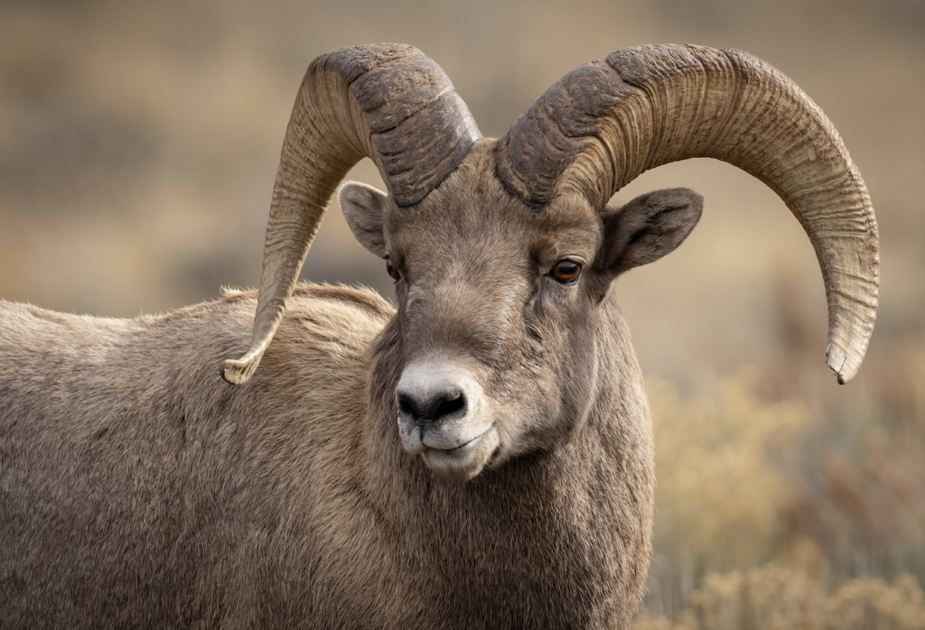 Image of the head of a male bighorn sheep.