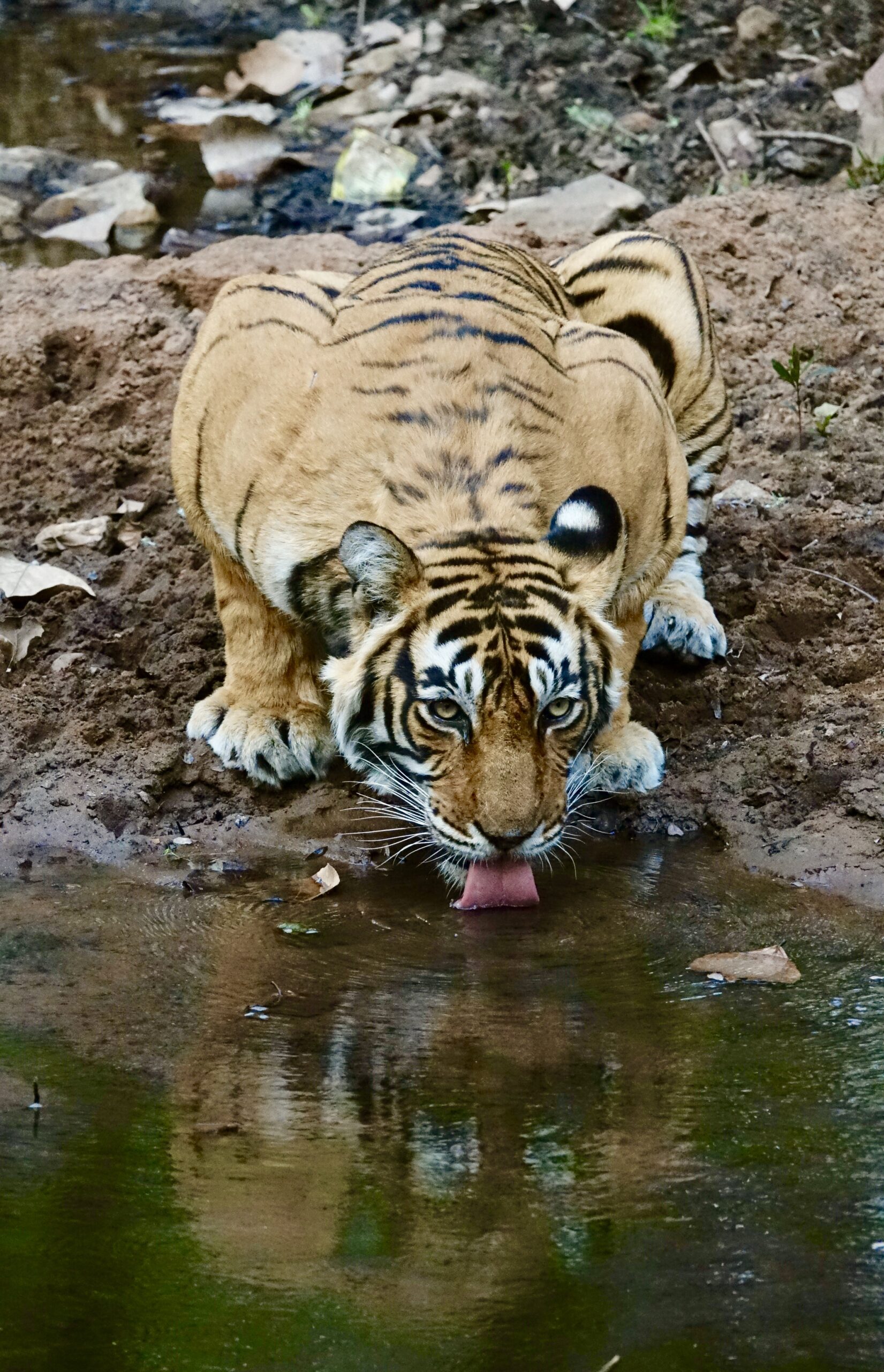 Tiger Cubs Fighting, Lions, Tigers & Big Cats, Animals