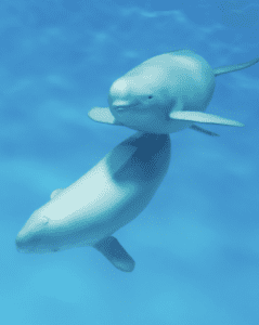 Two beluga whales swimming underwater together.