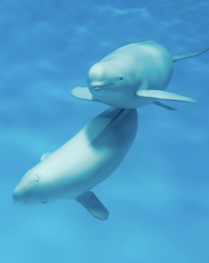 Two beluga whales swimming underwater together.