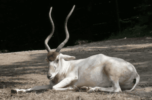 Resting antelope with long, curved horns.