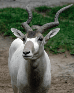 Antelope with twisted horns standing on grass.