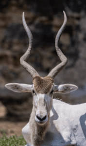 Antelope with long, twisted horns facing forward.