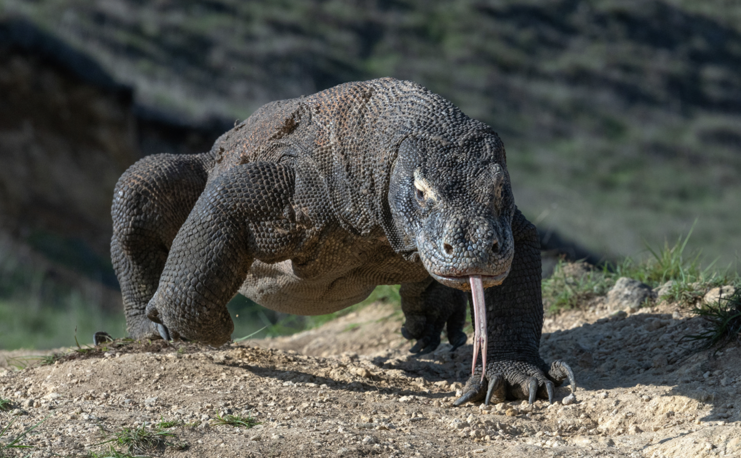 monitor lizard vs komodo dragon