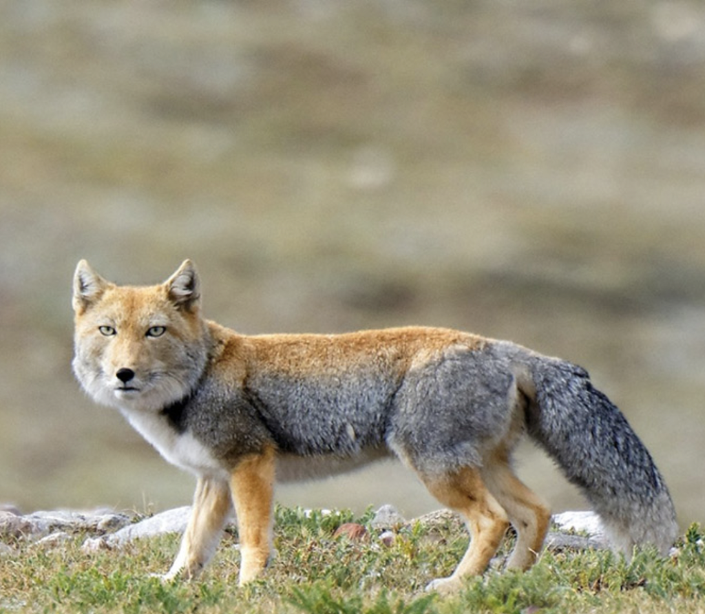 Tibetan sand fox