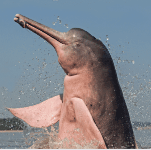 Pink river dolphin jumping from water.