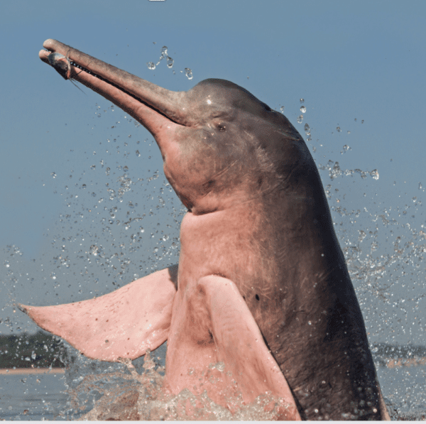Amazonian River Dolphin - SAFE Worldwide