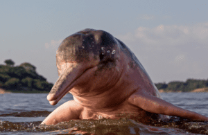 Pink river dolphin swimming in freshwater habitat.