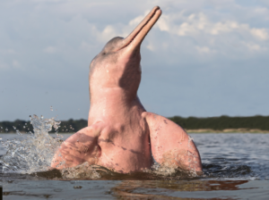 Pink river dolphin emerging from water.