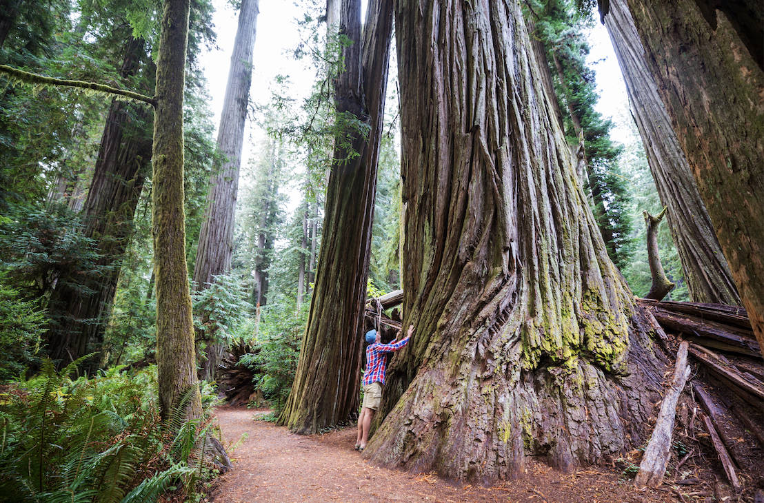 Giant Sequoias