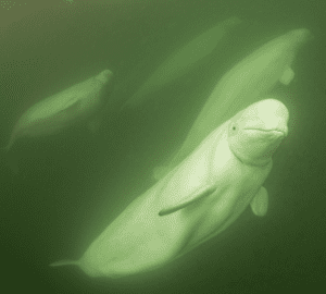 Beluga Whale