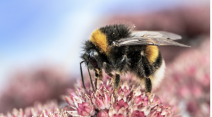 Bumblebees are critical pollinators. Image of a bee polinating a flower.