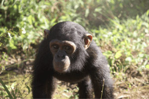 Chimpanzee walking in a grassy area.