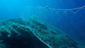 A gillnet extends across the ocean floor