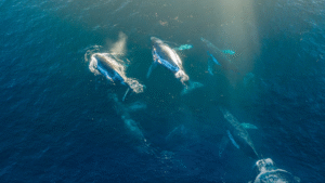 A pod of humpback whales (Megaptera novaeangliae) swim across the ocean