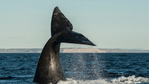 A North Atlantic right whale (Eubalaena glacialis) dives into the ocean