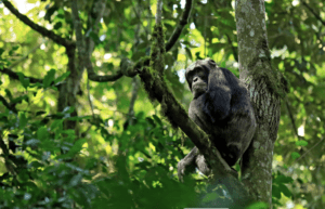 Chimpanzee sitting in a tree.