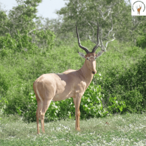 Male gerenuk antelope in grassland.