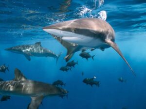 Sharks swimming in ocean water.