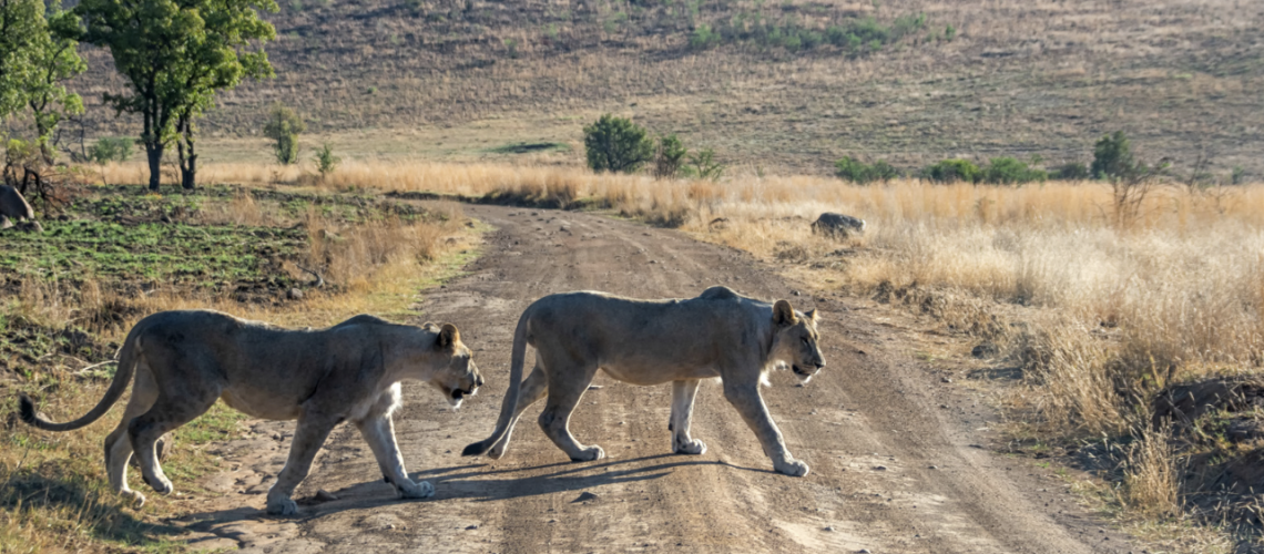 lions crossing road