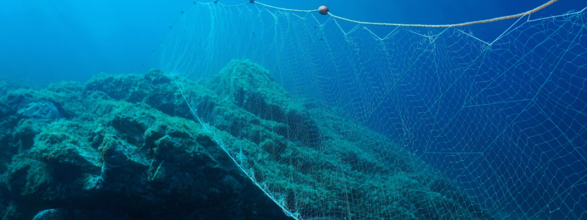 whale bycatch article image